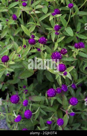 Gomphrena globosa 'ping pong viola' globo fiori di amaranto. Foto Stock