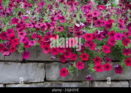 Petunia x Hybrid onda marea rosso velluto fiori. Foto Stock