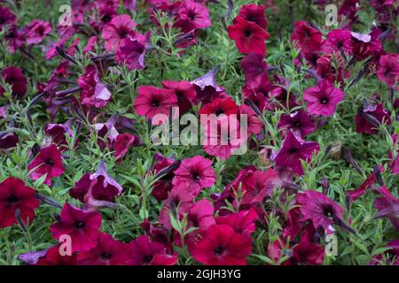 Petunia x Hybrid onda marea rosso velluto fiori. Foto Stock