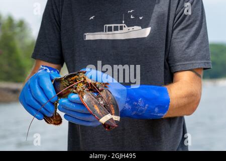 Camden, Maine, Stati Uniti. Pescatore che tiene un'aragosta con fasce elastiche intorno alle sue pinze. Foto Stock