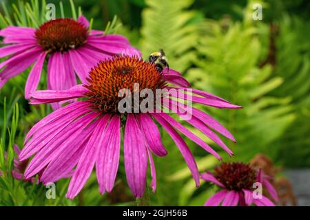 Boothbay Harbor, Maine, Stati Uniti. Giardini botanici costieri del Maine. Fiore del cono viola o Blacksamson Echinacea (Echinacea angustifolia) con le api da miele Foto Stock