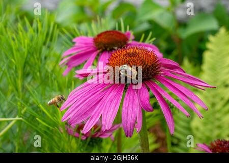 Boothbay Harbor, Maine, Stati Uniti. Giardini botanici costieri del Maine. Fiore del cono viola o Blacksamson Echinacea (Echinacea angustifolia) con le api da miele Foto Stock