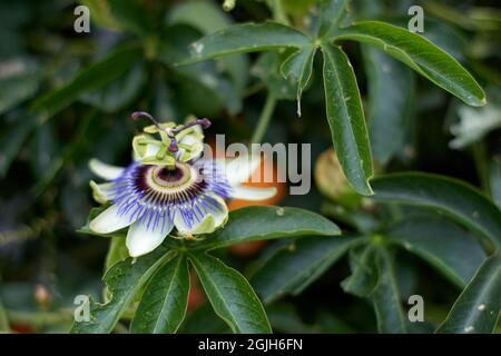 Passionflower viola nel giardino con foglie verdi, noto come maypop, selvaggio passion vine. Fuoco selettivo. Orizzontale, Foto Stock