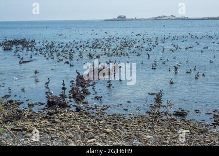 Pellicani bruni (Pelecanus occidentalis) lungo la costa occidentale della California, il gregge si riposa sull'acqua al parco statale Ano Nuevo, CA. Foto Stock