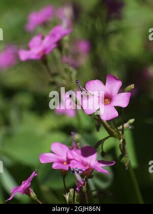 Focus su singoli fiori rosa sorrel fioritura nei campi primaverili. Foto Stock