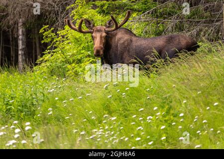 Un bue Moose forages su fiori selvatici in un prato sul bordo di una foresta in Omero, Alaska. Foto Stock