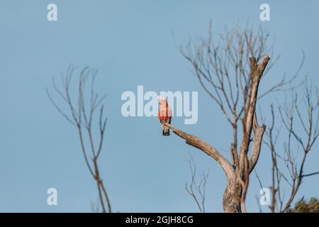 Una Galah seduta su un ramo di albero nel cortile - Cockatoo arrosto di rosa Foto Stock