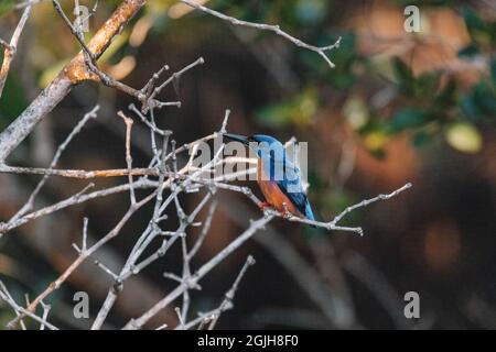 Azure Kingfishers arroccato su un ramo d'albero guardando sopra la laguna Foto Stock