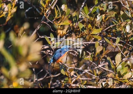 Azure Kingfishers arroccato su un ramo d'albero guardando sopra la laguna Foto Stock