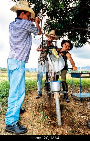 Lavoratori agricoli che schiacciano la canna da zucchero in una piantagione, Valle de los Ingenios, Trinidad, Cuba Foto Stock