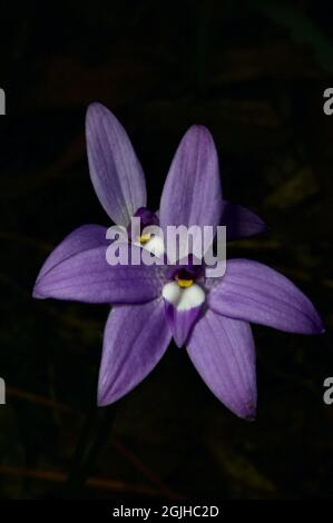 Twin Wax Lips Orchidee (Glossodia Major) non sono comuni - questi bei fiori tendono ad essere solitari. Trovato alla riserva di flora di Hochkins Ridge a Croydon. Foto Stock