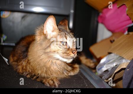 Lungo capelli buoni osservare tabby gatto ragazzo rilassarsi sul carrello mano Foto Stock