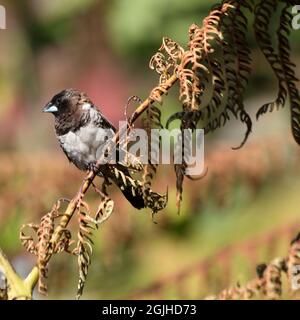 Mannikin Bronzo Meridionale (Spermestes cucullata ssp. Scutata) arroccato su un ramo Foto Stock