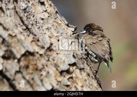 Mannikin Bronzo Meridionale (Spermestes cucullata ssp. Scutata) arroccato su un ramo Foto Stock