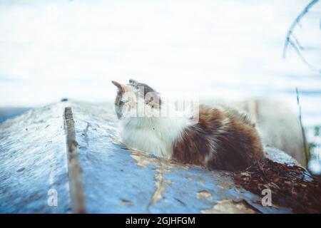 un gatto è seduto fuori su una vecchia barca Foto Stock