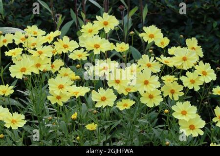 Foto di un letto di fiori con fiori rigogliosi fiore giallo chiaro coreopsis fiori lanceolata Foto Stock