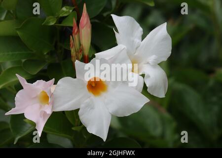 Tre fiori bianchi a forma di imbuto del Mandevilla insieme a tre boccioli di fiori su sfondo verde scuro naturale Foto Stock