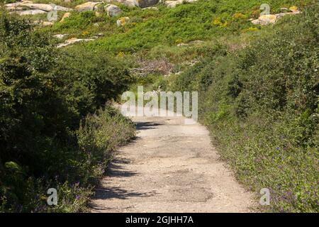 Ampia strada sterrata di colore chiaro circondata da erba verde, illuminata dal sole estivo. Foto Stock