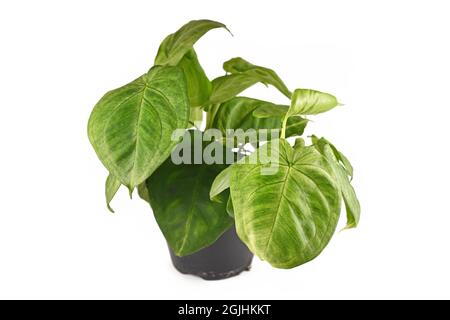 Verde chiaro 'Syngonium Macrophyllum Frosted Heart' casalinga in vaso di fiori isolato su sfondo bianco Foto Stock