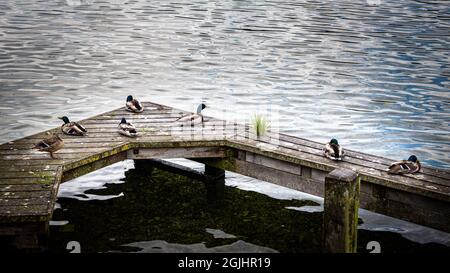 Gruppo di anatre di mallardo seduti su un molo, bacino di lago con sette uccelli Foto Stock