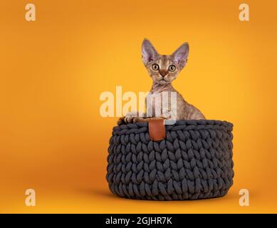 Tabby marrone caldo Devon Rex gatto gattino, seduta in canestro grigio lavorato a maglia. Guardando verso una fotocamera con occhi dorati. Isolato su un backgroun giallo arancio Foto Stock