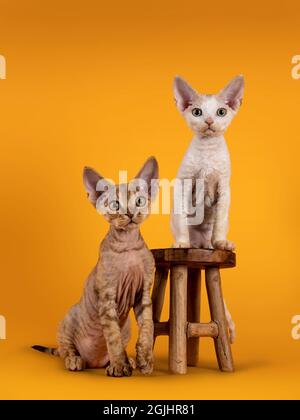 Due adorabili cuccioli di gatto Devon Rex, seduti su e accanto a un piccolo sgabello di legno. Guardando verso una fotocamera con occhi dorati. Isolato su un giallo arancio b Foto Stock