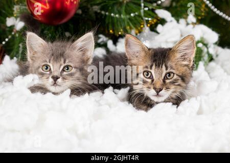 Due piccoli gattini grigi si nascondono nella neve vicino all'albero di Natale, un biglietto per le vacanze per Complimenti. Foto Stock