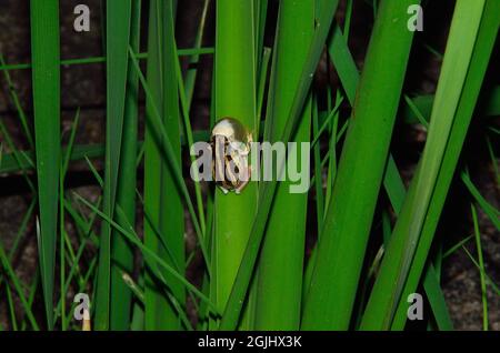 Marmorierter Riedfrosch, rufend, rana di canna dipinta, rana di canna marmorizzata, chiamata, Hyperolius marmoratus, Kruger-Nationalpark, Kruger National Park Foto Stock