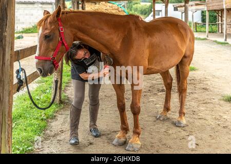 Horsewoman si prende cura di lei, grooming, spazzolando e pulendo il cappotto e gli zoccoli. Lione, Francia, Europa Foto Stock