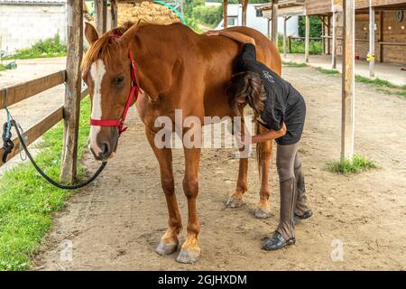 Horsewoman si prende cura di lei, grooming, spazzolando e pulendo il cappotto e gli zoccoli. Lione, Francia, Europa Foto Stock