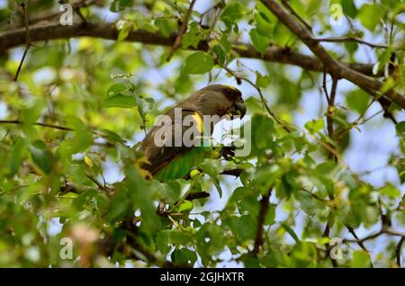Goldbugpapagei, pappagallo marrone, pappagallo di Meyer, Poicephalus meyeri, Tarangire-Nationalpark, Tansania, Ostafrika, Africa orientale Foto Stock