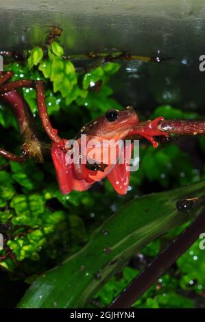 Gewöhnlicher Riedfrosch, rana comune di canne, Hyperolius viridiflavus Foto Stock