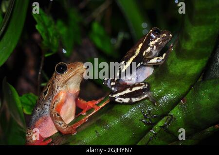 Gewöhnlicher Riedfrosch, rana comune di canne, Hyperolius viridiflavus Foto Stock