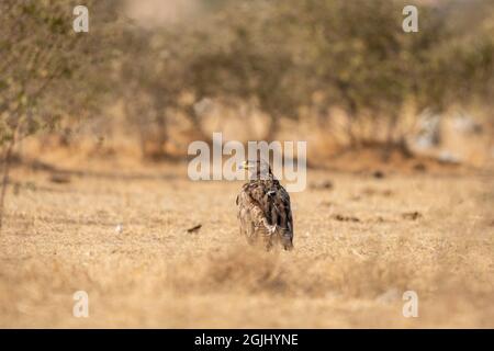 Steppa aquila o aquila nipalensis ritratto o closeup a terra in un campo aperto durante la migrazione invernale alla conservazione della birra effettuare prenotazioni on-line bikaner india Foto Stock