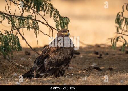 Steppa aquila o aquila nipalensis ritratto o closeup a terra in un campo aperto durante la migrazione invernale alla conservazione della birra effettuare prenotazioni on-line bikaner india Foto Stock