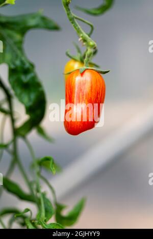 Pomodoro 'Sweet Casaday' un piccolo pomodoro di susina, coltivato in un polytunnel, Inghilterra, Regno Unito. Foto Stock