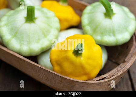 Un abbraccio Sussex pieno di pan di zucca bianca e gialla - White Bush Scallop e Yellow Bush Scallop. Foto Stock