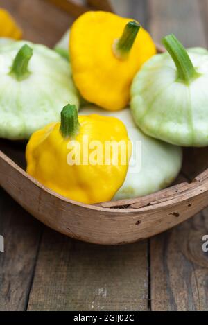 Un abbraccio Sussex pieno di pan di zucca bianca e gialla - White Bush Scallop e Yellow Bush Scallop. Foto Stock