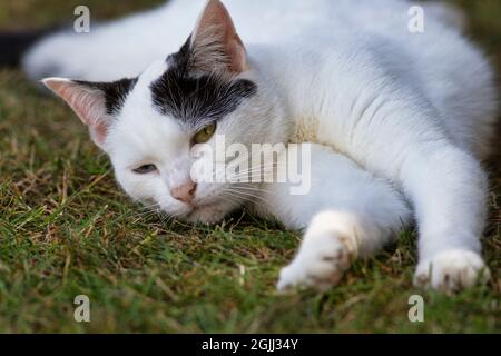 Giovane gatto bianco e nero con occhi strani disteso e rilassante sull'erba in giardino Foto Stock