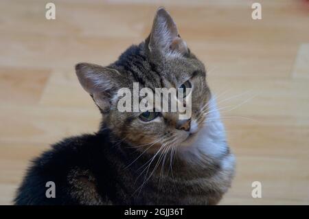 Il gatto Tabby per adulti Petite entra in contatto visivo con la telecamera Foto Stock