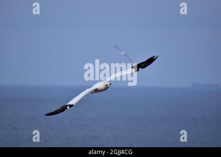 Gannet settentrionale in volo nel cielo sopra il mare Foto Stock