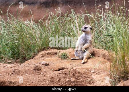 il méerkat carino è seduto a terra e si guarda intorno Foto Stock