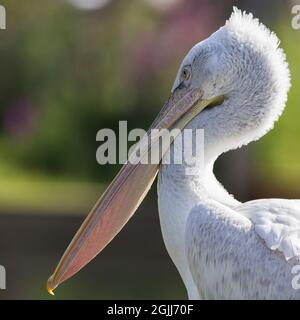 Dalmatian Pelican Captive Bird at arundel wwt uk Grande fattura giallo arancione con sacco in espansione sul lato inferiore, bianco piumaggio soleggiato quadrato ritratto immagine Foto Stock