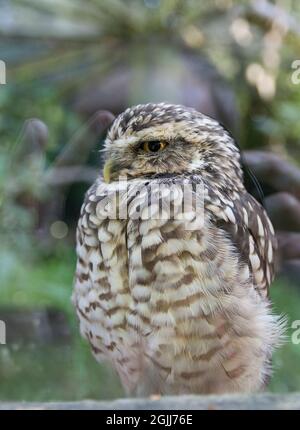 Gufo piccolo (Athene noctua) dietro il vetro in cattività piccolo con gli occhi grigio bruno e bianco piumage giallo e becco uncinato bianco occhi di fronte Foto Stock