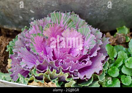 Il cavolo ornamentale, a volte chiamato cavolo decorativo, è una pianta con foglie specifiche che diventano verde-rossastro, Sofia, Bulgaria Foto Stock