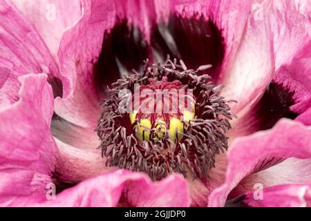 Papaver Pattys Plum Stamen al centro del fiore Papaver orientale Poppy Foto Stock