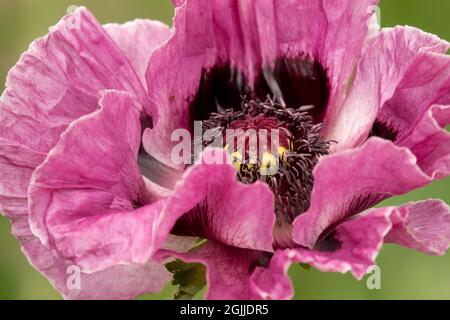 Papaver orientale Pattys prugna viola orientale papavero fiore Foto Stock