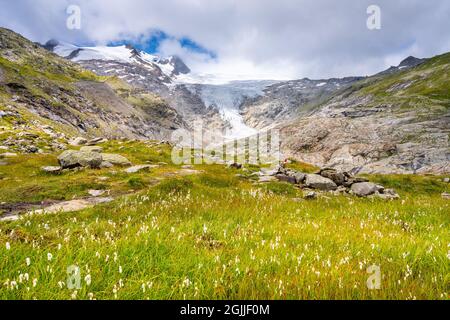 Paesaggio montano con prato di cottongrass e ghiacciaio di Schlatenkees sullo sfondo. Hohe Zaun nel gruppo Venediger, Parco Nazionale degli alti Tauri, Tirolo Orientale, Austria Foto Stock