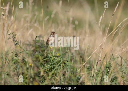 Lo skylark eurasiatico (Alauda arvensis) arroccato su un fusto da un campo a fine estate Foto Stock