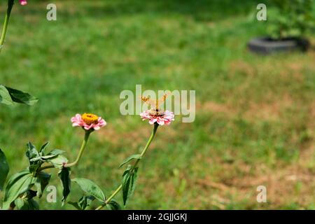 La farfalla verde scuro fritillary raccoglie nettare su rosa Zinnia fiore nel giardino. Speyeria aglaja, precedentemente conosciuta come Argynnis aglaja è una spe Foto Stock